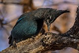 Stellar Jay - 